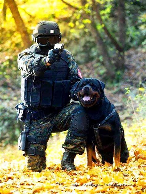 Rottweiler Police Dog In Action