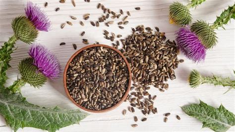 4 Science-Backed Benefits Of Milk Thistle – Forbes Health