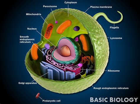 animal cell labeled - DrBeckmann