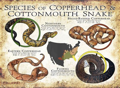 Species of Copperhead & Cottonmouth Poster Print