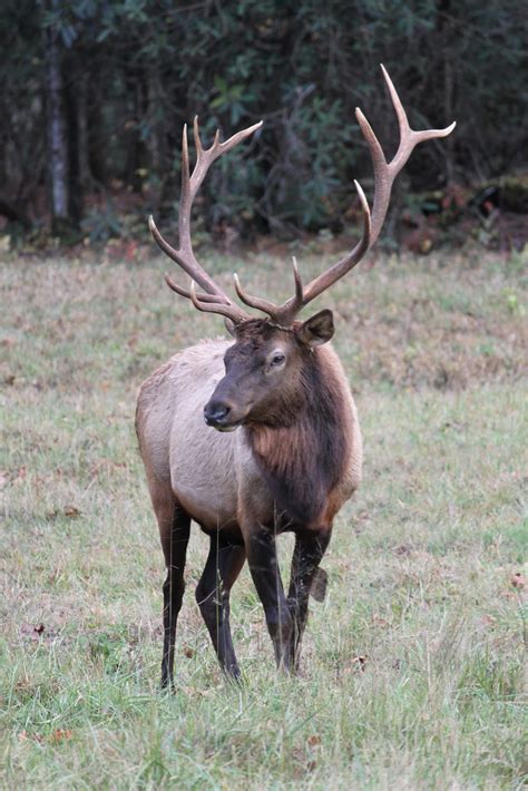 Til the Last Hemlock Dies: Western Elk, Eastern Elk