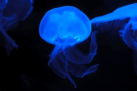 Moon Jellyfish Free Stock Photo - Public Domain Pictures