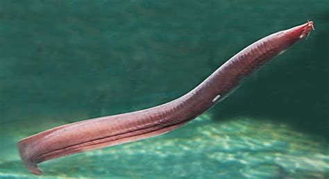 U.S. Navy’s new defensive biomaterial: Synthetic Hagfish Slime ...