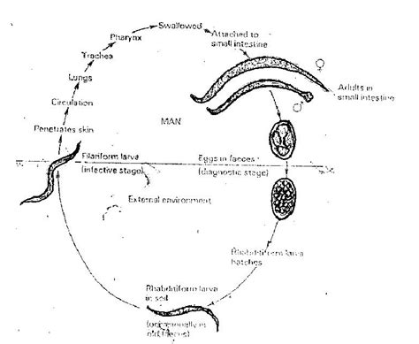 The Life Cycle of Hookworm | Download Scientific Diagram