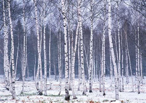 Wallpaper with Birch Trees - WallpaperSafari