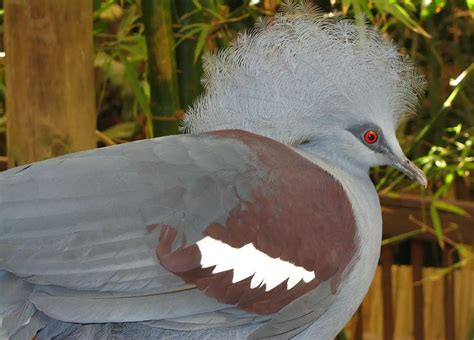 25 Fabulous Birds With Mohawks - Bird Advisors