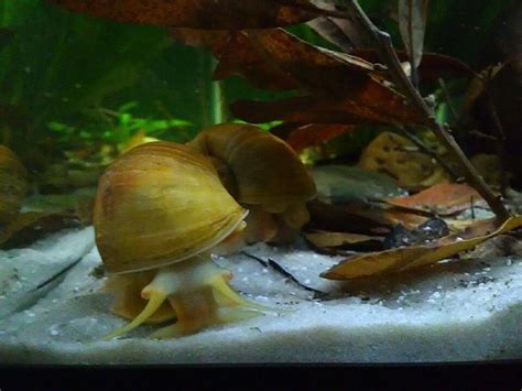 Mystery Snail • Care Guide (Tank Mates, Breeding & Eggs)