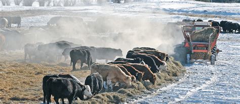 How to Feed Cattle (with Pictures) - wikiHow