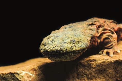 PANDEMIC CAN’T STOP HELLBENDER CONSERVATIONISTS FROM SAVING AN ...