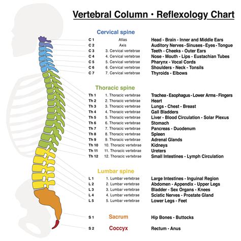 10 Facts About Spinal Cord Injury | Shield HealthCare