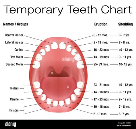 Temporary teeth - names, groups, period of eruption and shedding of Stock Photo, Royalty Free ...