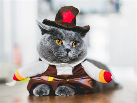 15 Purrfect Halloween Costumes for Your Cat