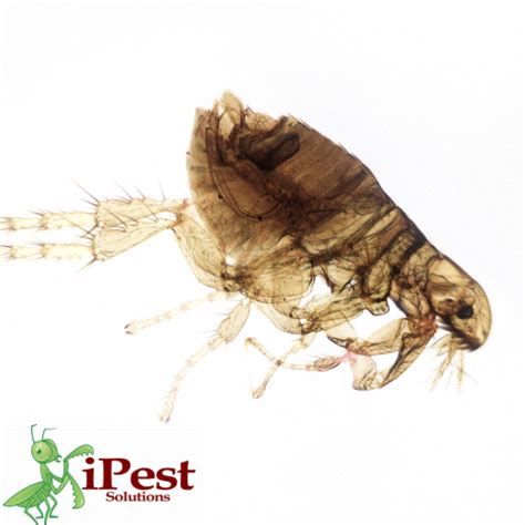 Flea Infestation Signs and Why a Pro Can Help: Don't Let These Pesky Parasites Take Over Your ...