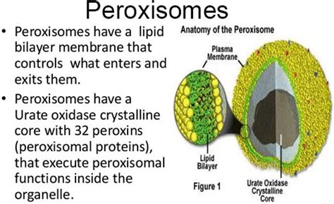 Peroxisome And Glyoxisomes