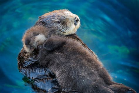 TIL sea otter pups sleep on their moms. : aww