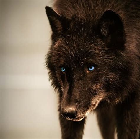 Beautiful Brown Wolf With Blue Eyes