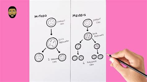 Mitosis Stages Drawing