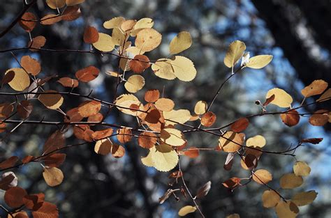 fall colors aspen leaves - High Desert Museum