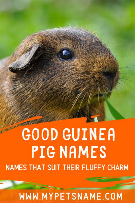 Pin on Guinea Pig Names