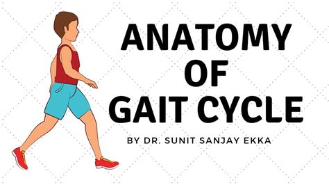 Gait Cycle Muscle Activity - YouTube