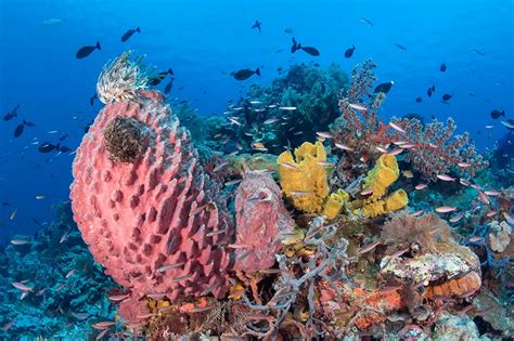 Wakatobi: Marine Life