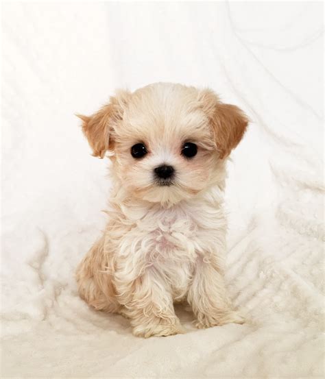 Tiny Teacup Maltipoo Malti-poo Puppy for sale california - iHeartTeacups