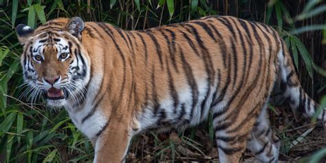 Tiger | Smithsonian's National Zoo