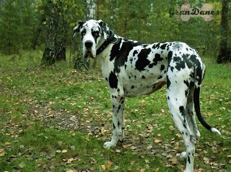 Cómo Nace el Gran Danés Arlequín – Harlequin Great Dane