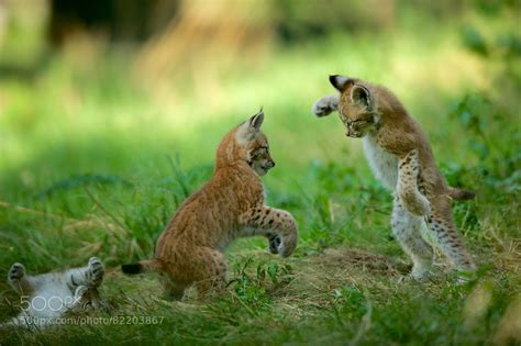 PsBattle: Playful lynx cubs photographed by Stefan Rosengarten. : r/photoshopbattles