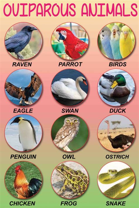 Oviparous Animals: List Of Popular Animals That Lay Eggs, 42% OFF