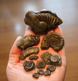 Charmouth Beach Fossils - England | Charmouth beach, England, Beach