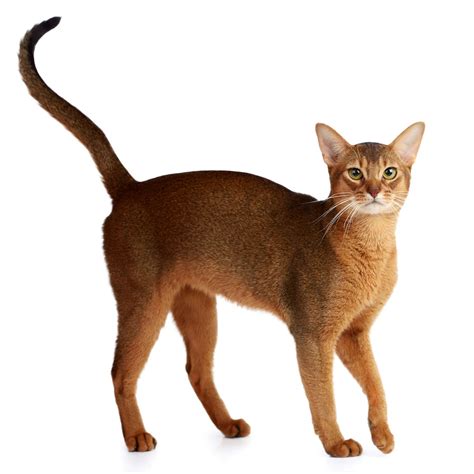 Abyssinian Cat Breed Information | Abyssinian Cat Characteristics, Grooming, Temperament Breed ...