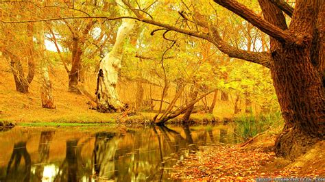 Autumn Tree Wallpapers - Wallpaper Cave