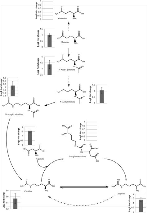 Arginine biosynthesis metabolic pathway showing both detected... | Download Scientific Diagram