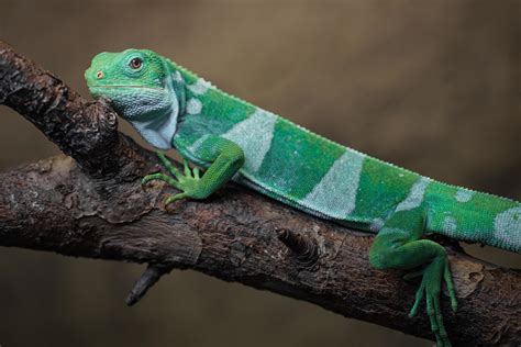 Fiji banded iguana 3601228 Stock Photo at Vecteezy