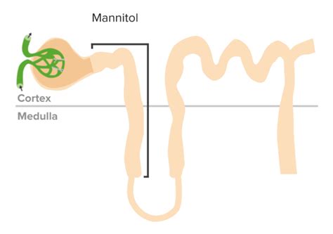 Osmotic Diuretics | Concise Medical Knowledge