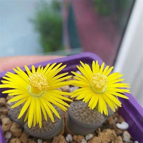 17 Beautiful Succulent with Yellow Flowers | Balcony Garden Web