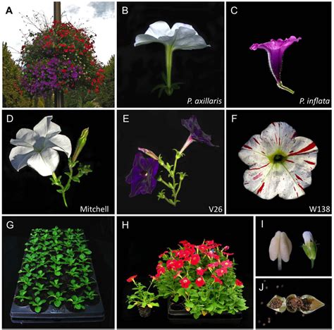 | Petunia species, varieties, and growth characteristics. (A) Petunia... | Download Scientific ...