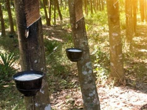 Natural rubber production set for 9% drop, recovery in sight for 2021 ...