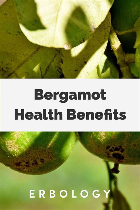 Bergamot Health Benefits - Why Bergamot is Good For You - Erbology ...