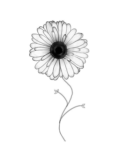 Daisy Drawing