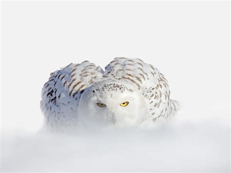 Snowy Owl Nesting (Complete Guide) | Birdfact