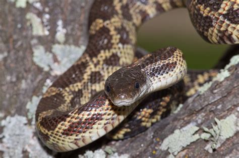 Texas Rat Snake (Elaphe obsoleta lindheimeri) AKA Lindheimer's Rat Snake