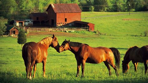 Horse HD Wallpaper 1600x900 - WallpaperSafari