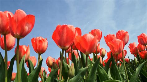 White Tulips Meaning In Love | Lipstutorial.org