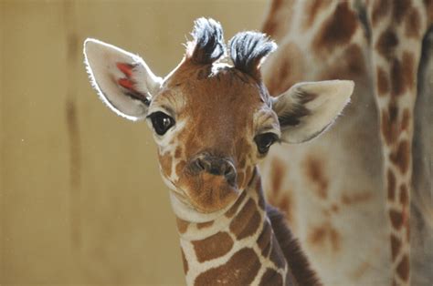 Cute animal picture of the day: baby giraffe