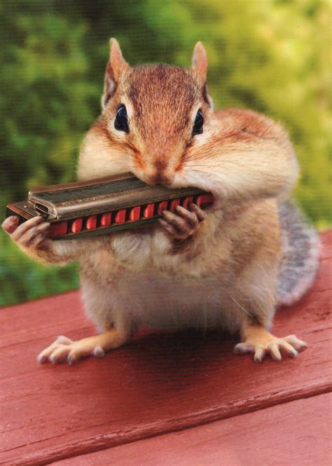 161 best chipmunk & squirrels images on Pinterest