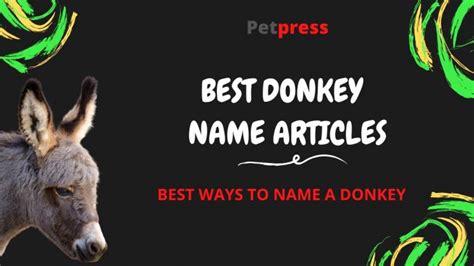 Top 100 Baby Donkey Names – Male & Female Names | PetPress