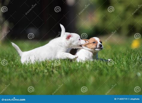 Two Jack Russell Terrier Puppies Playing on Grass Stock Image - Image of fighting, purebred ...