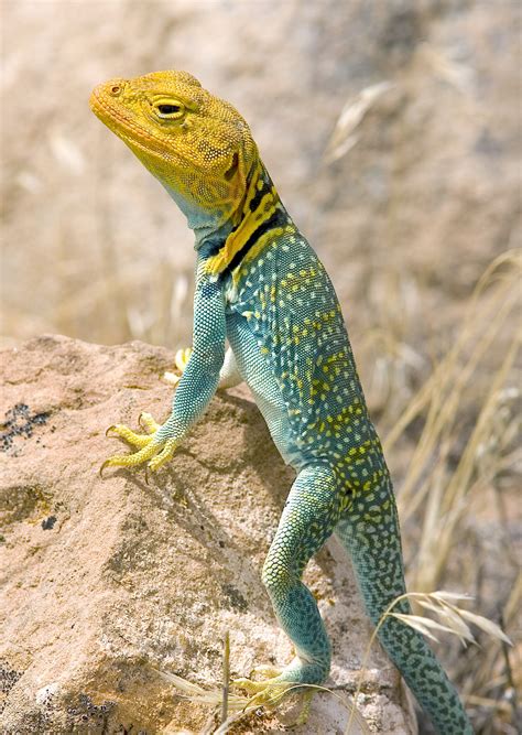 The Lizard and His Tail - Wild About Utah